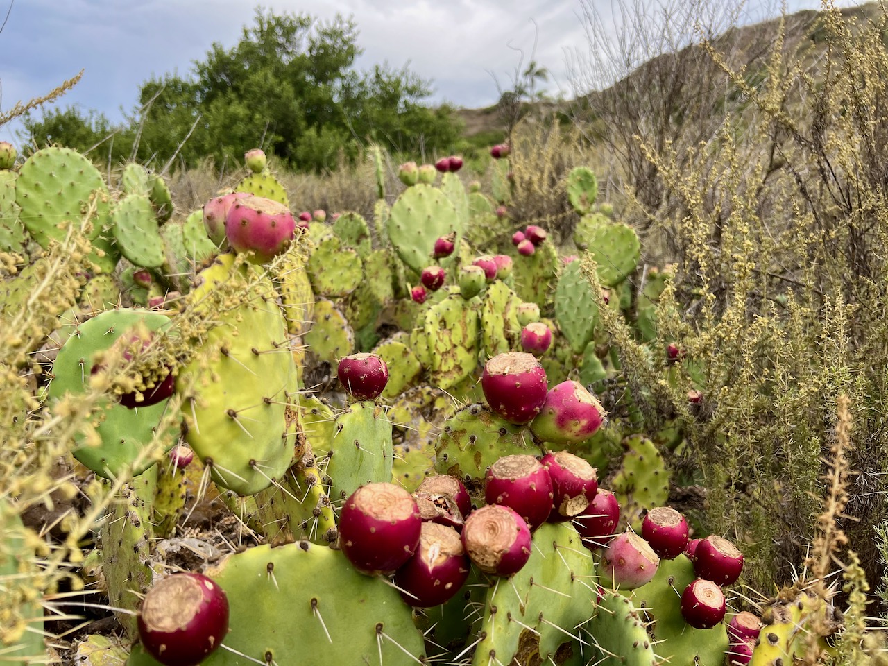 Cactus