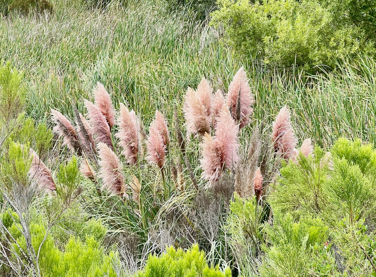 Pampas Grass