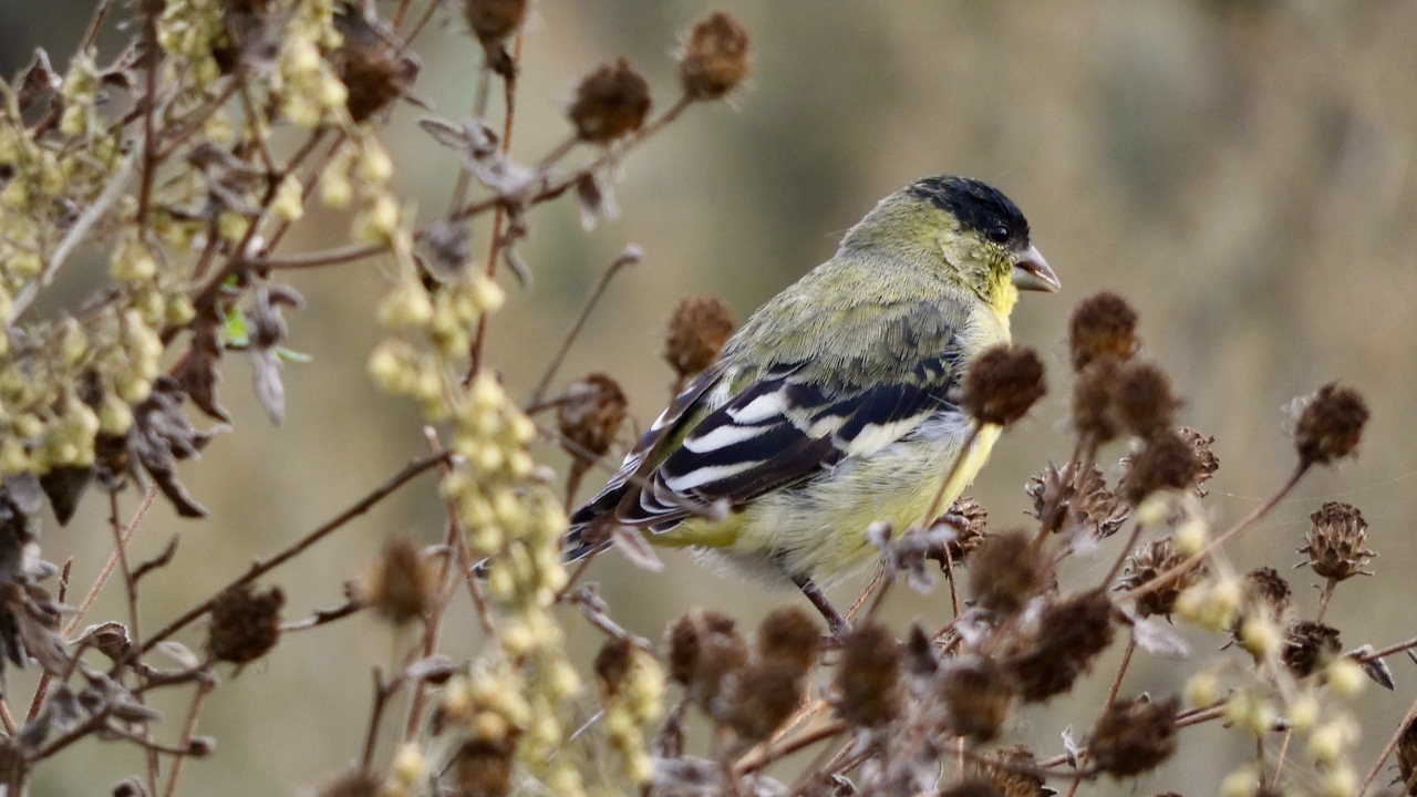 Goldfinch