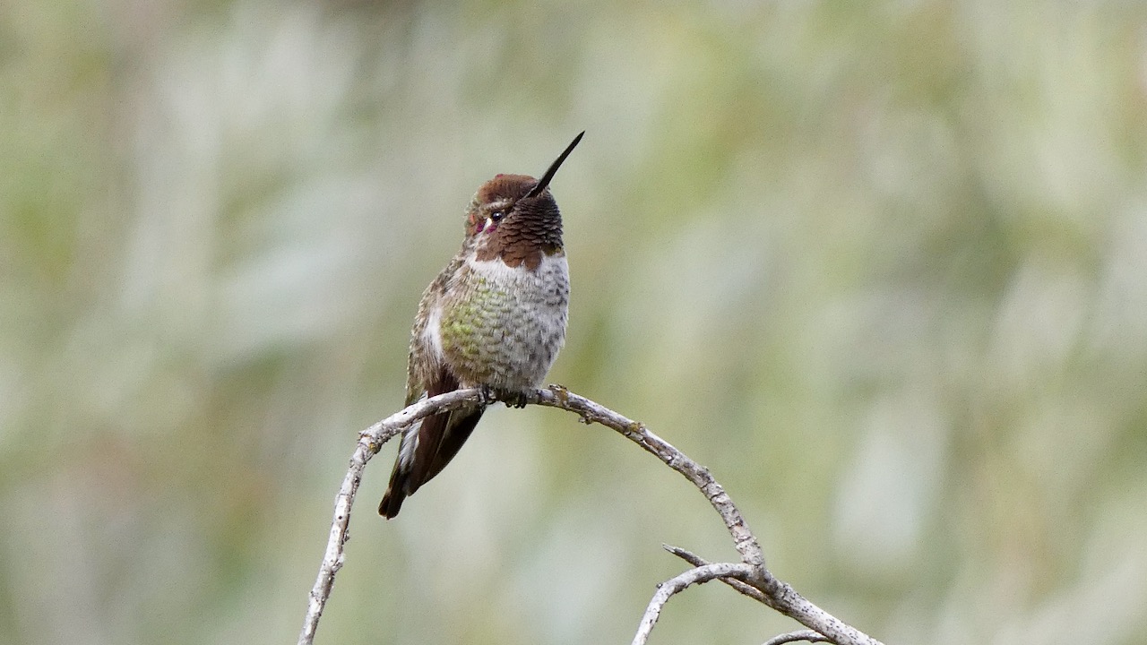 Hummingbird