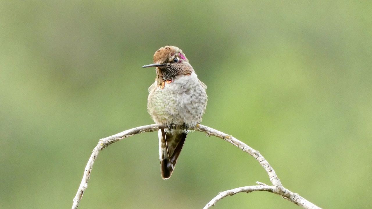 Hummingbird