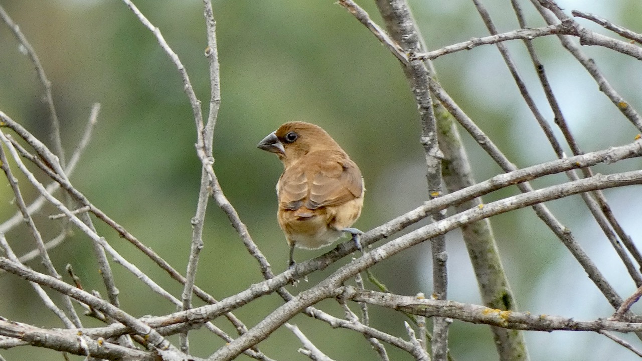 Munia