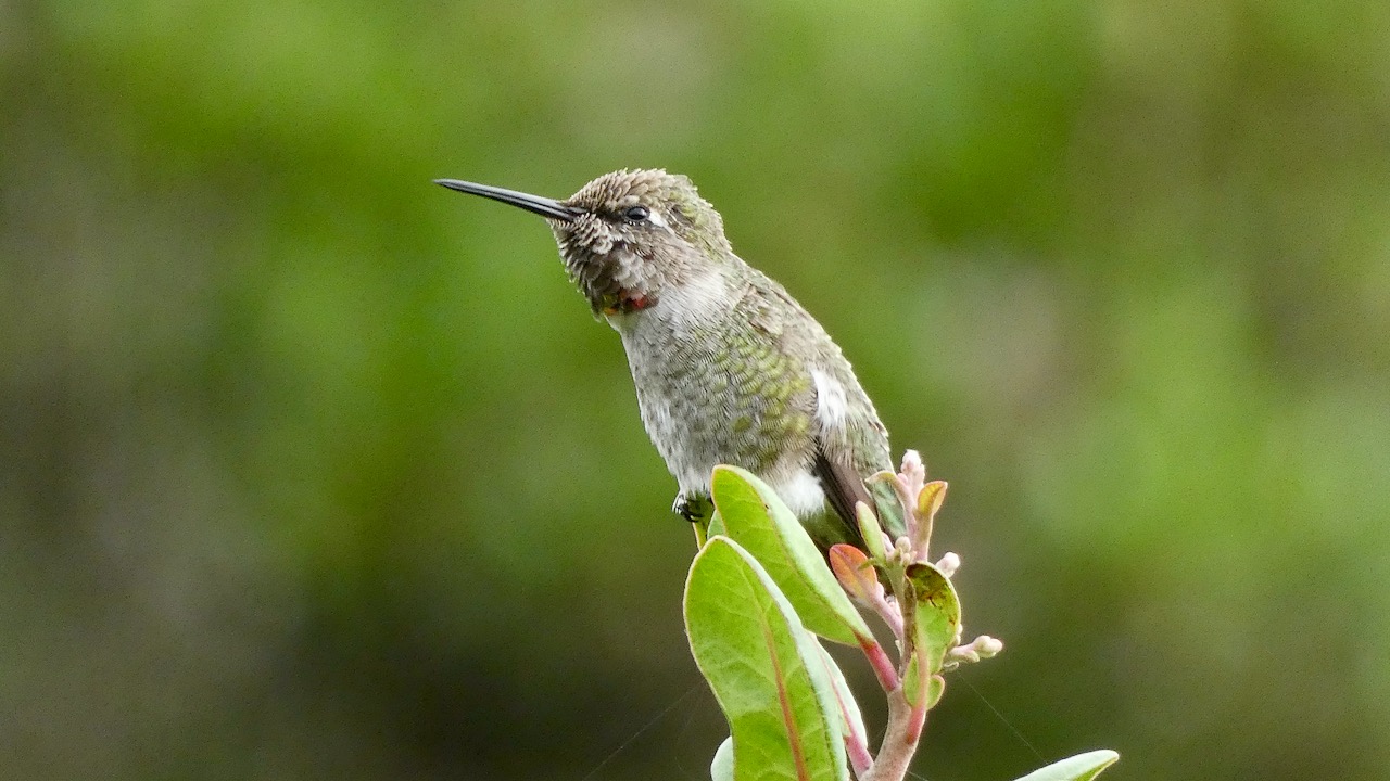 Hummingbird