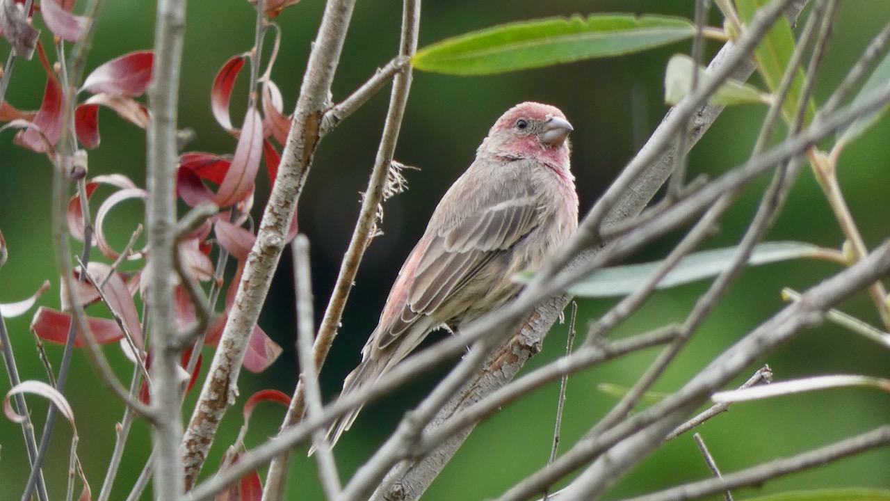 House Finch