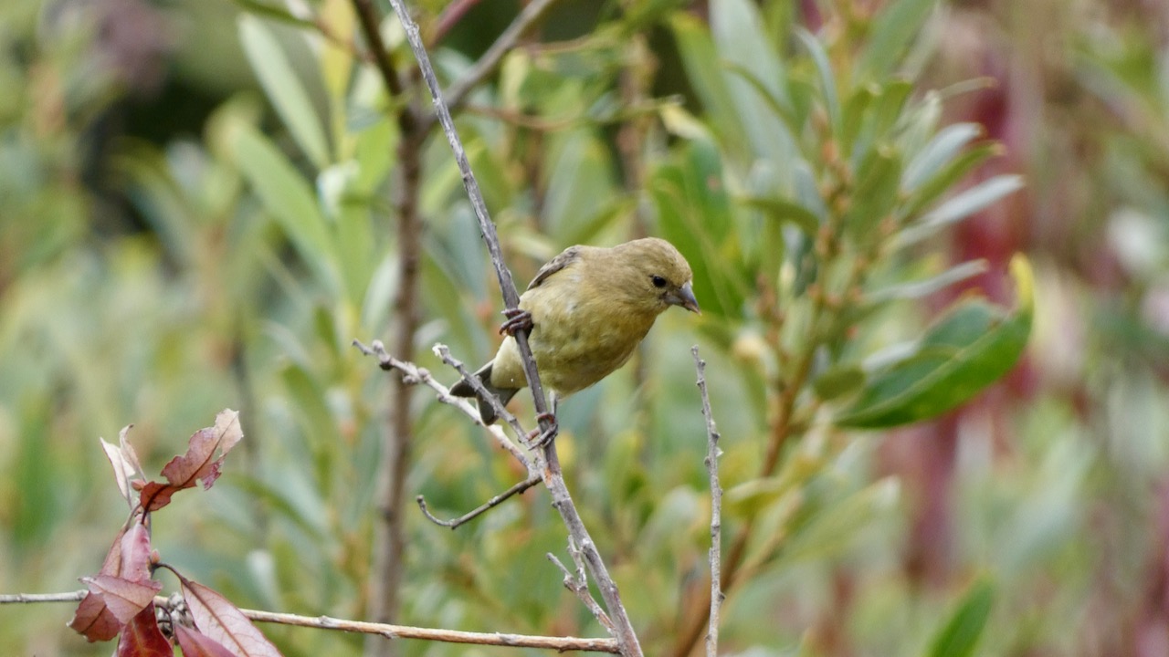 Goldfinch