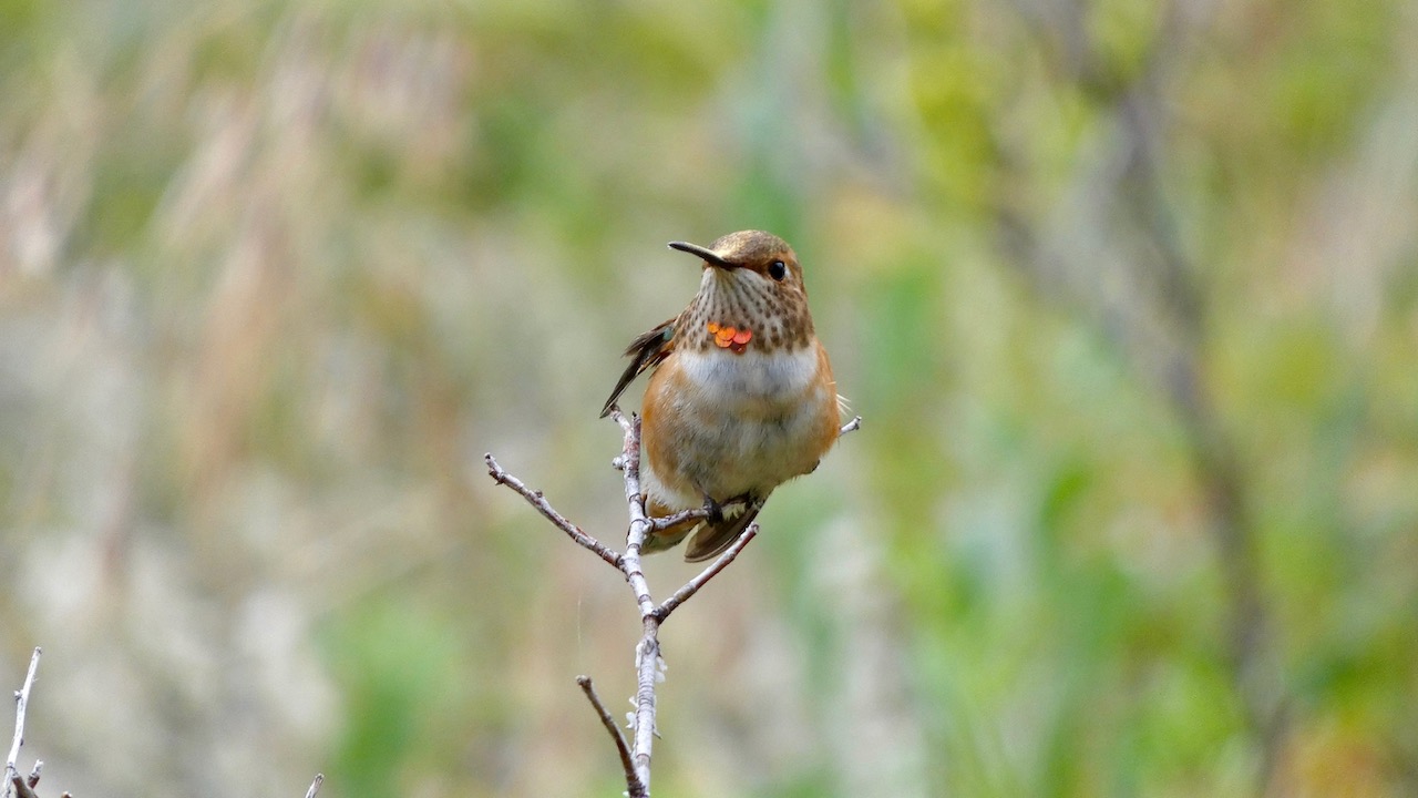 Rufous Hummingbird (Female)