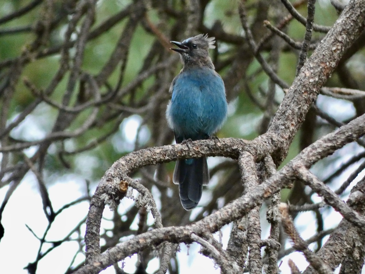 Steller's Jay