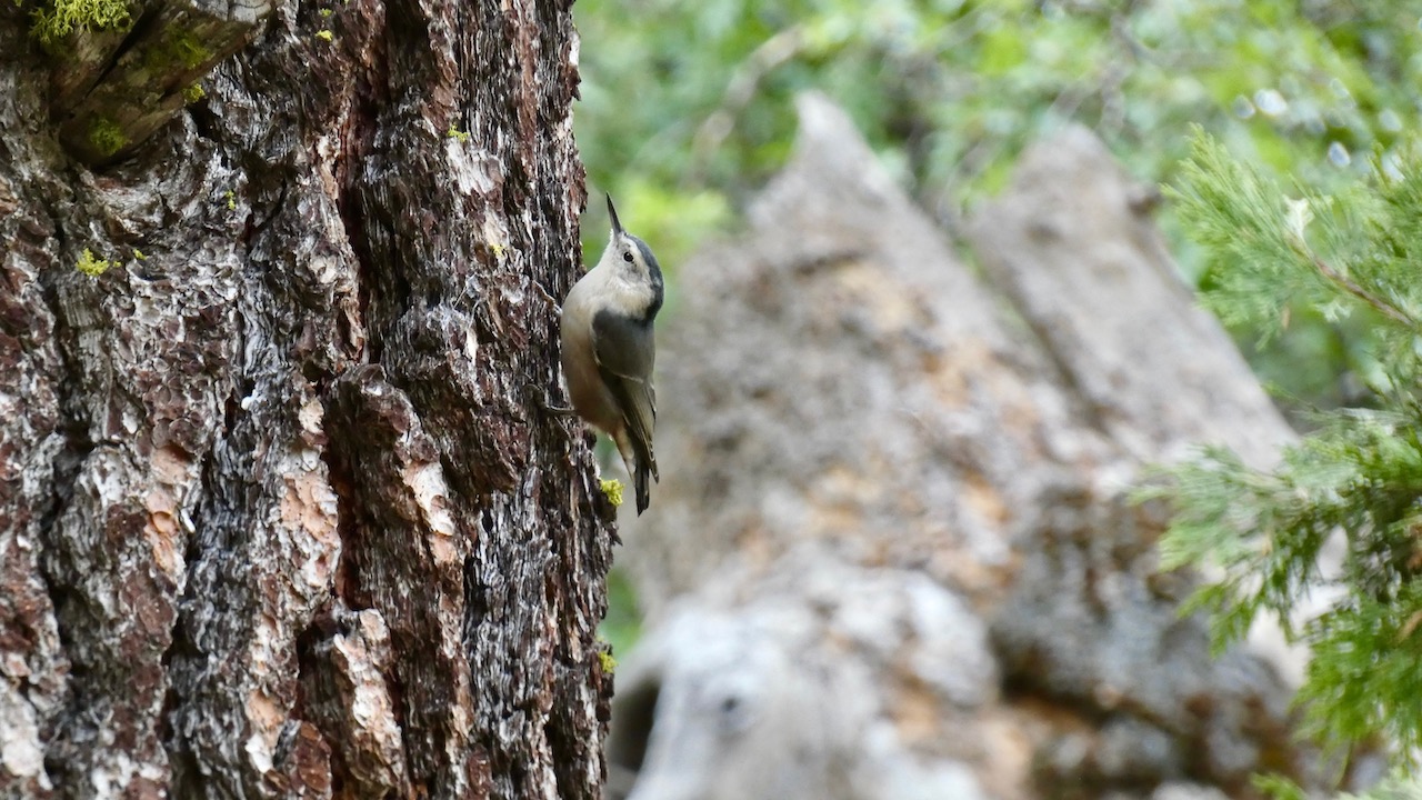 White-breasted Nuthatch