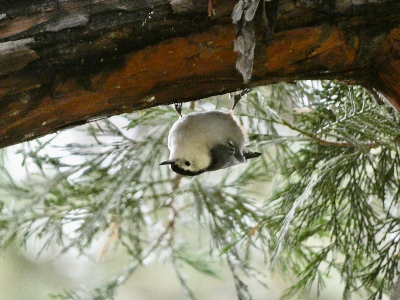 White-breasted nuthatch