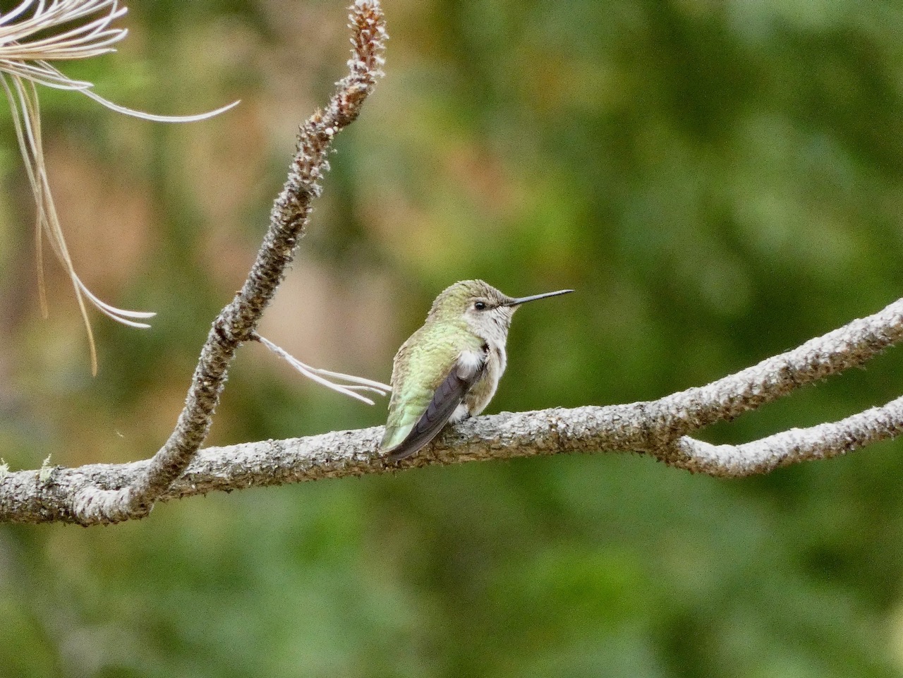 Anna's Hummingbird (Female)