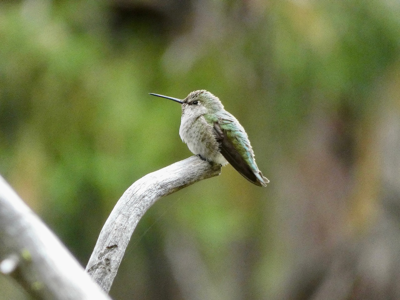 Anna's Hummingbird (Female)