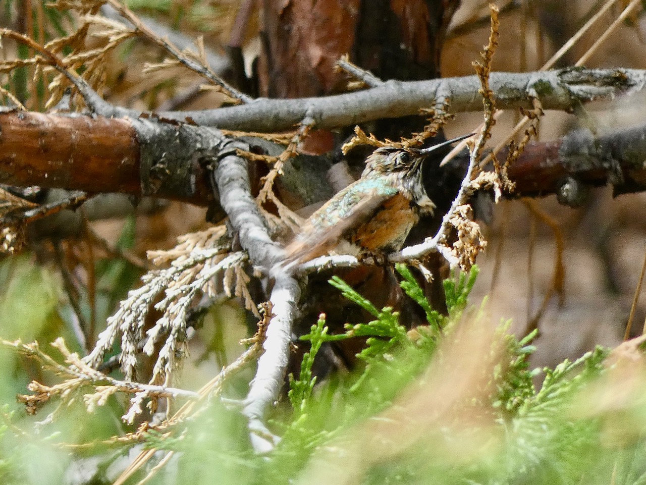 Anna's Hummingbird