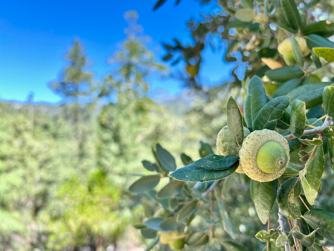 Acorn Tree