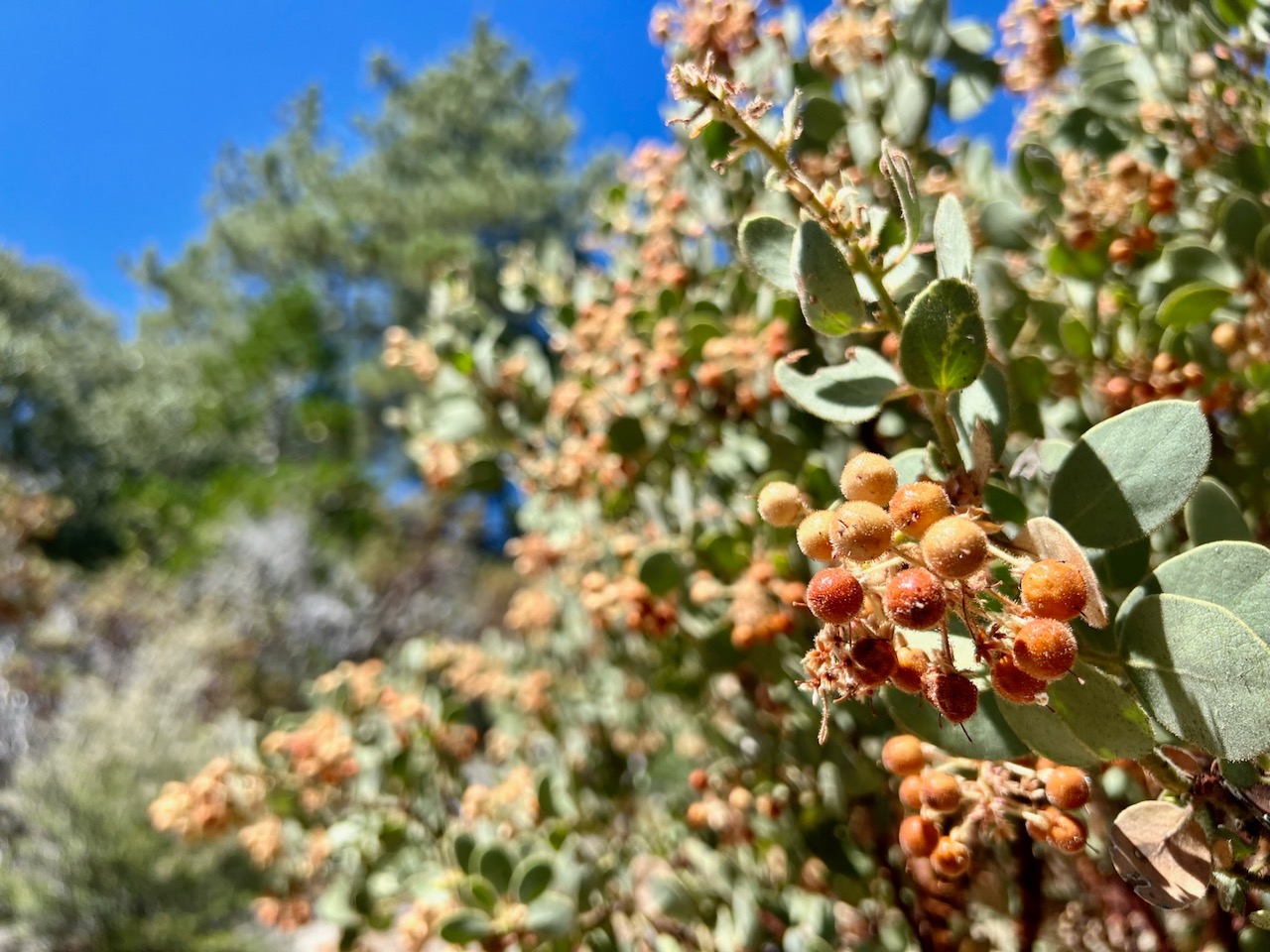 Berries