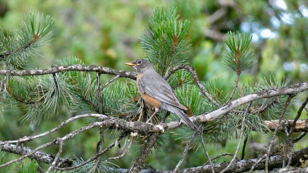 American Robin