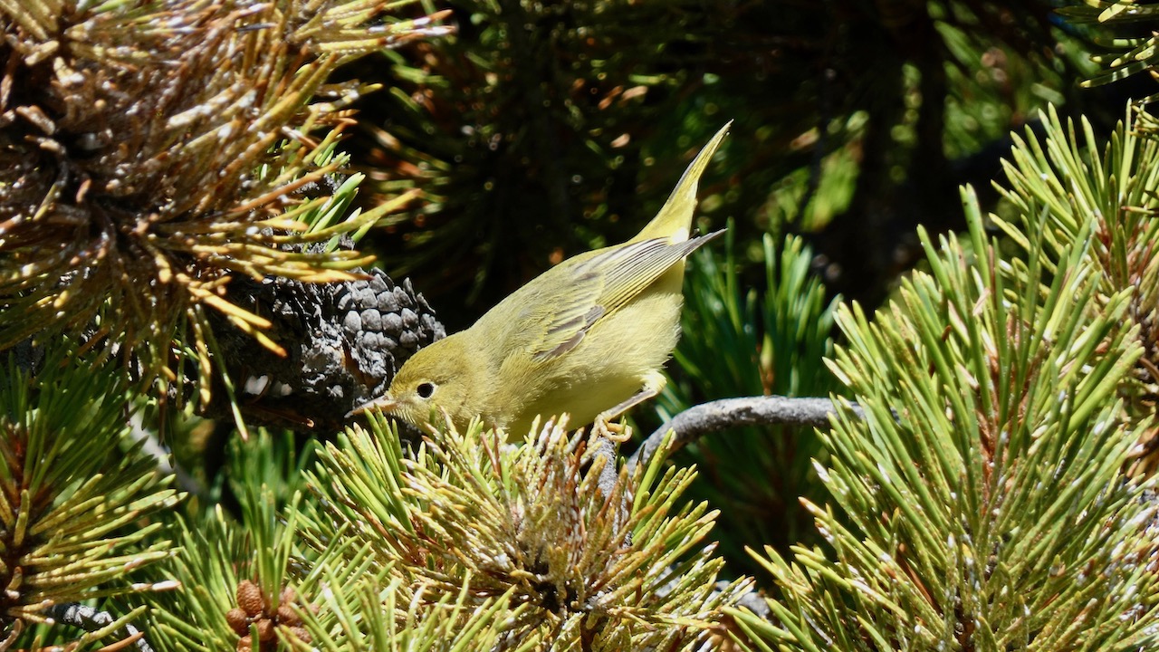 Yellow Warbler