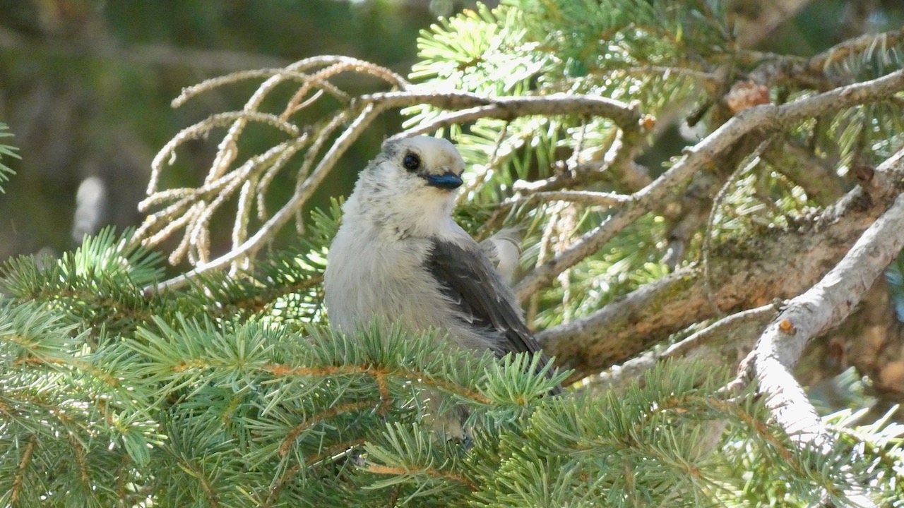 Canada Jay