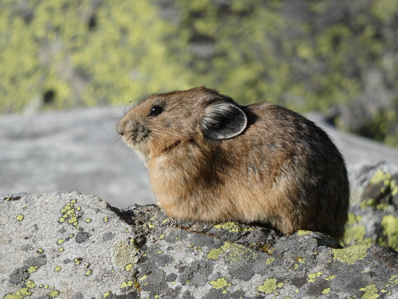 Pika