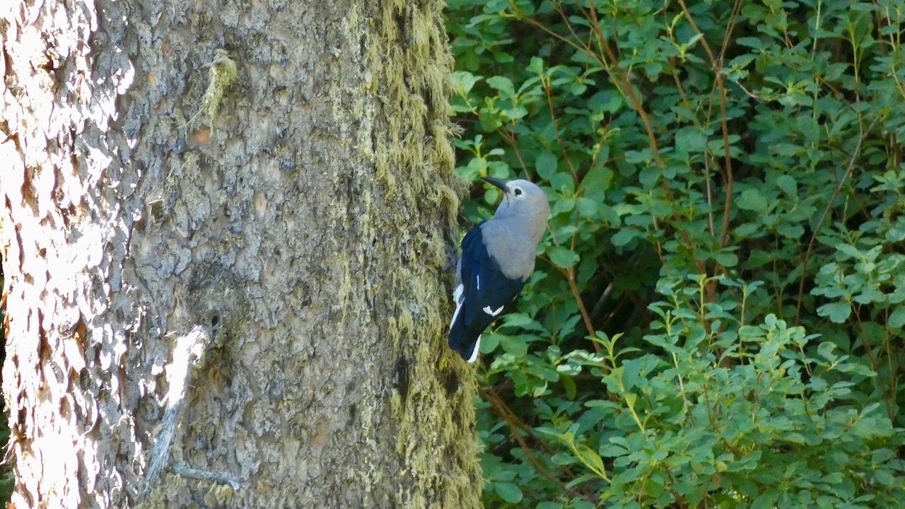 Clark's Nutcracker