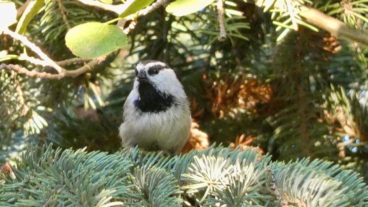 Mountain Chickadee