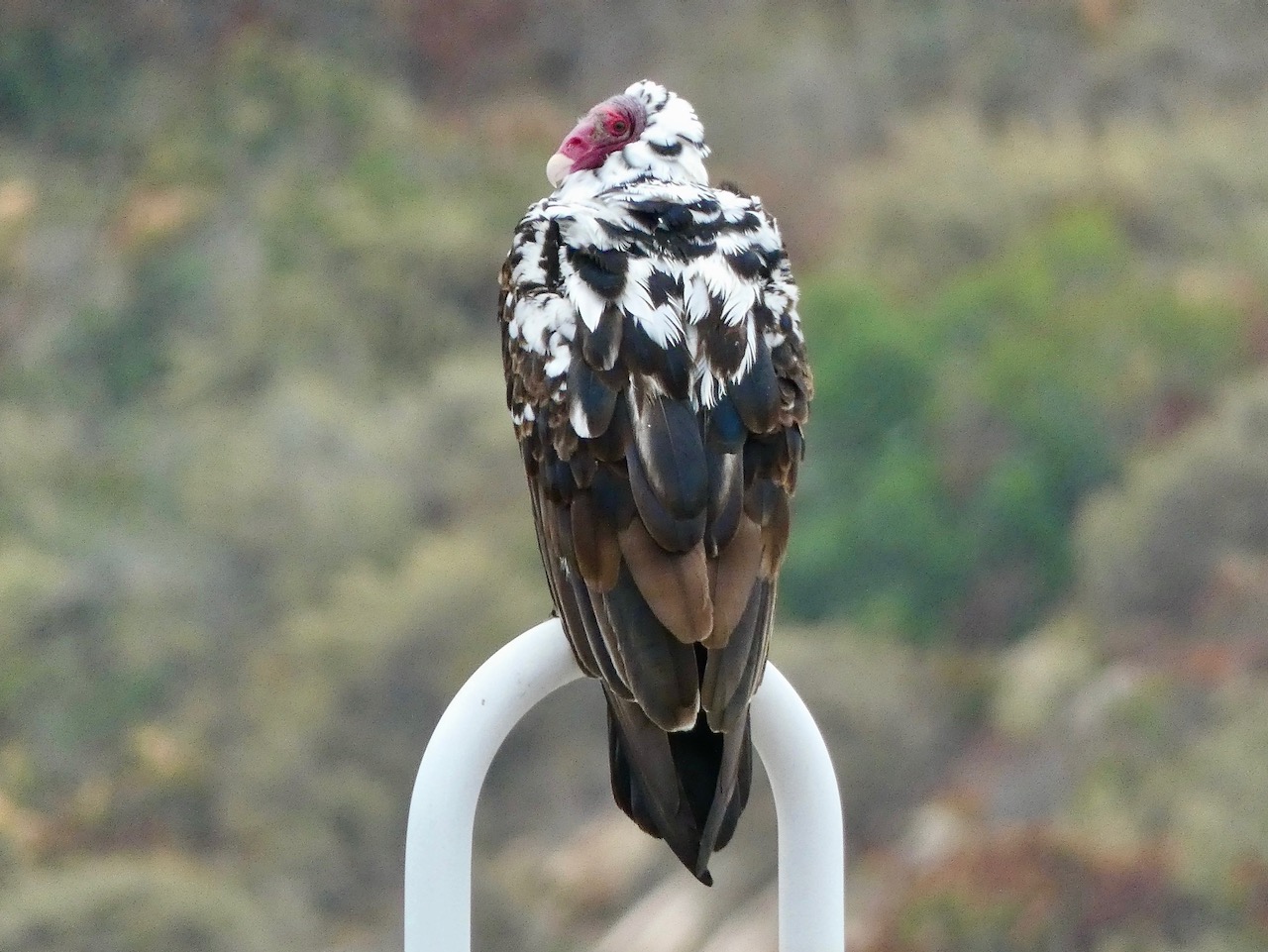 Leucistic Turkey Vulture