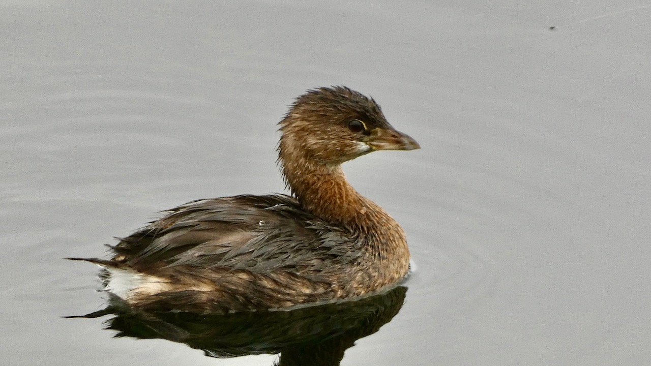 Pied-Billed Grebe