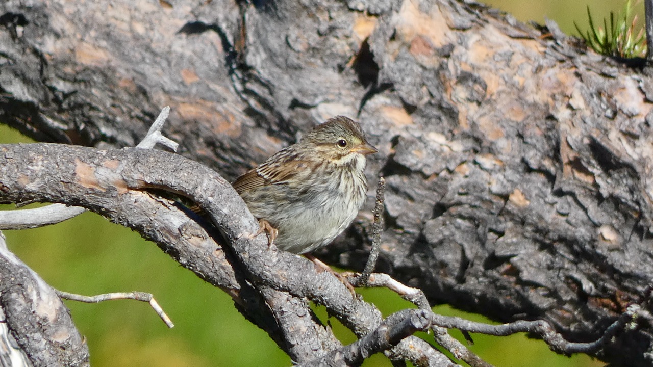 Savannah Sparrow