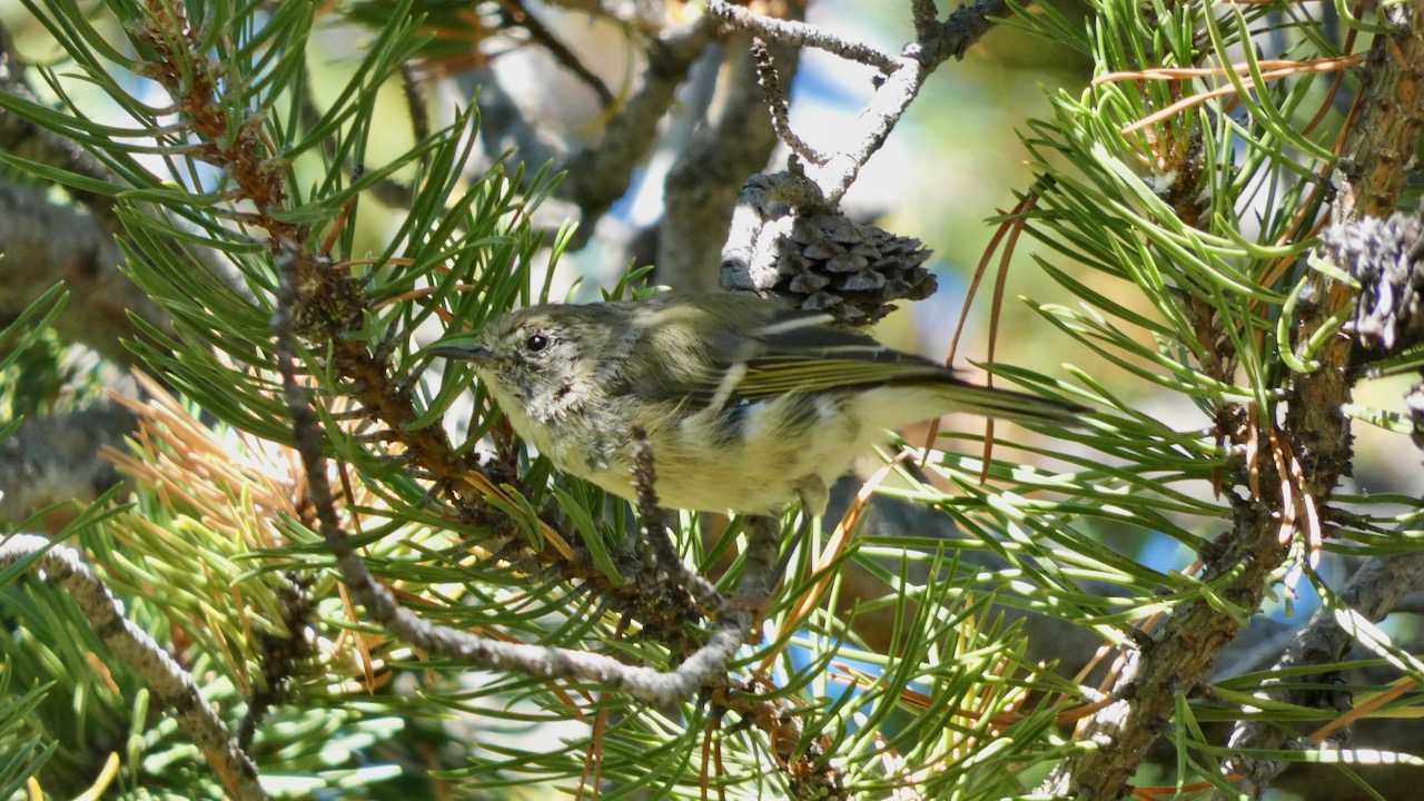 Yellow Warbler