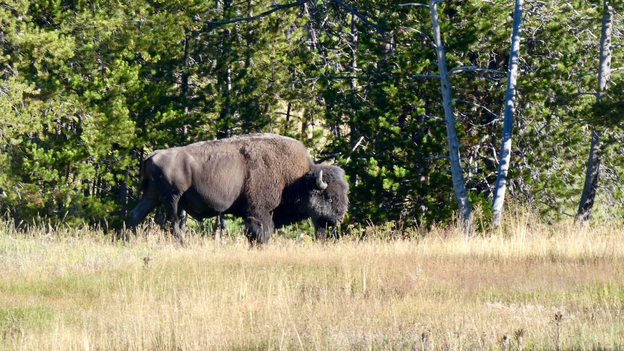 Buffalo