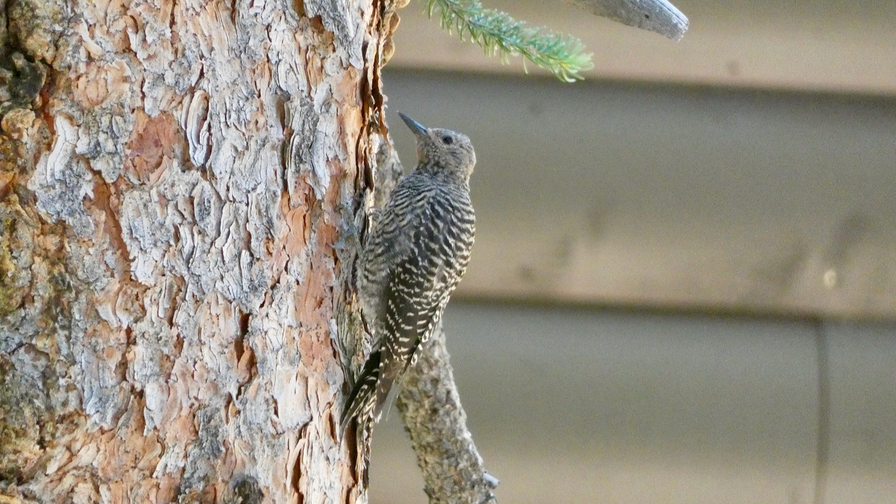 Williamson's Sapsucker