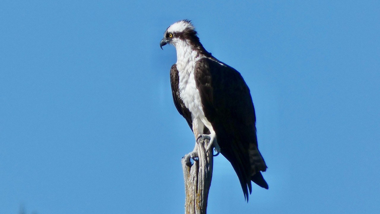 Osprey