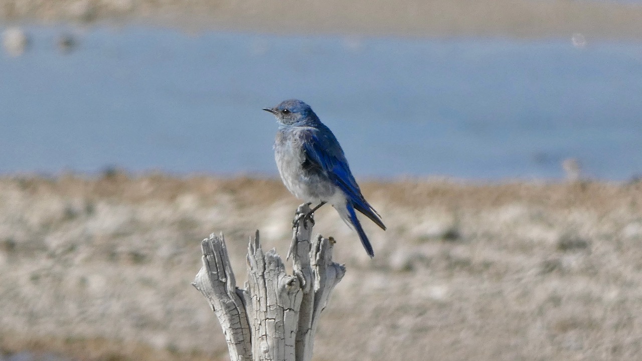 Mountain Bluebird