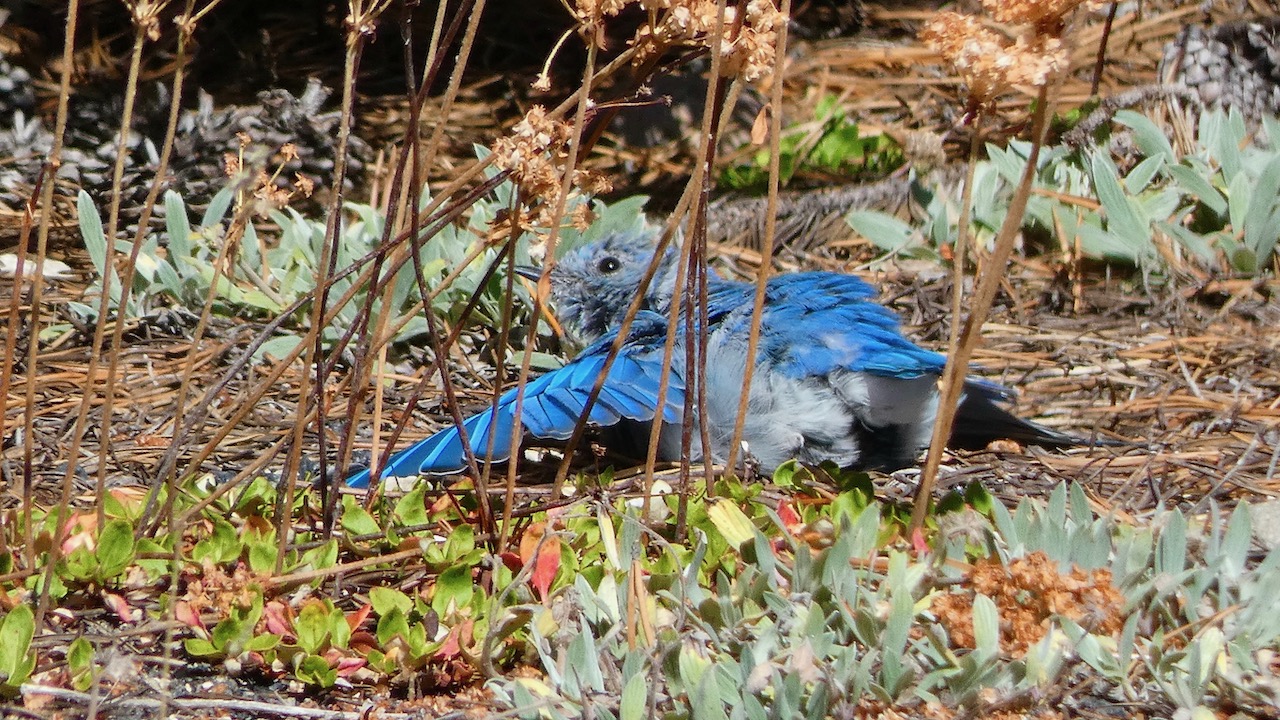 Mountain Bluebird (Sunbathing)