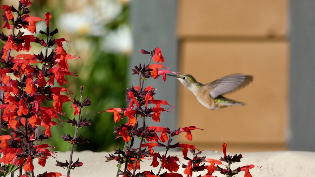 Broad-tailed Hummingbird (Female)