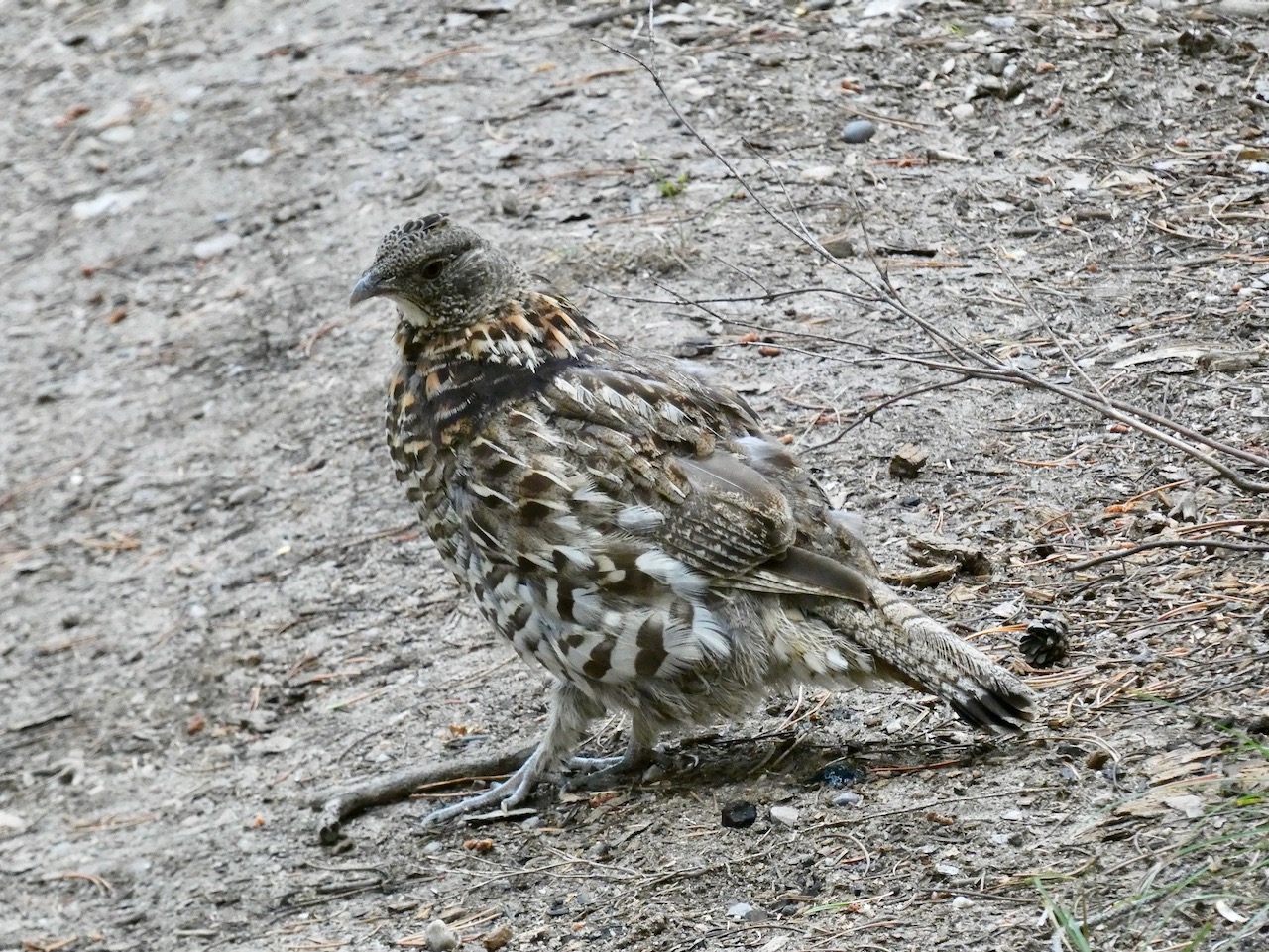 Dusky Grouse