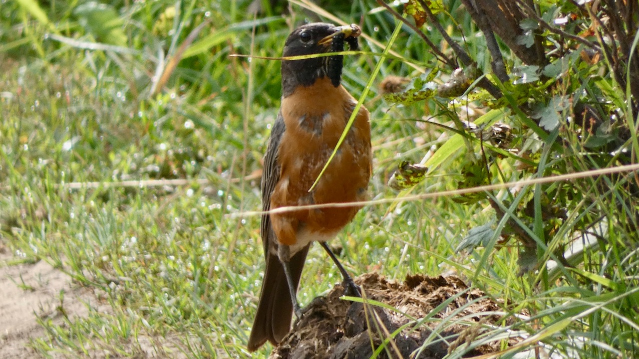 American Robin