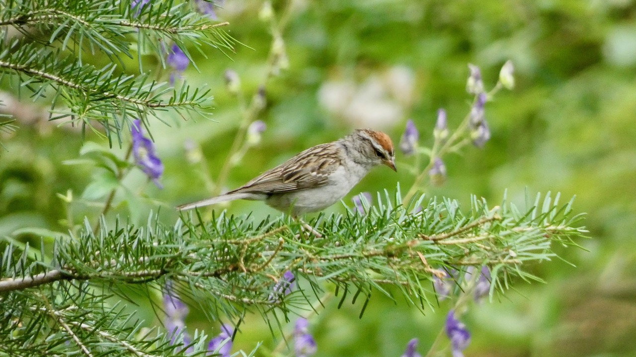 Chipping Sparrow