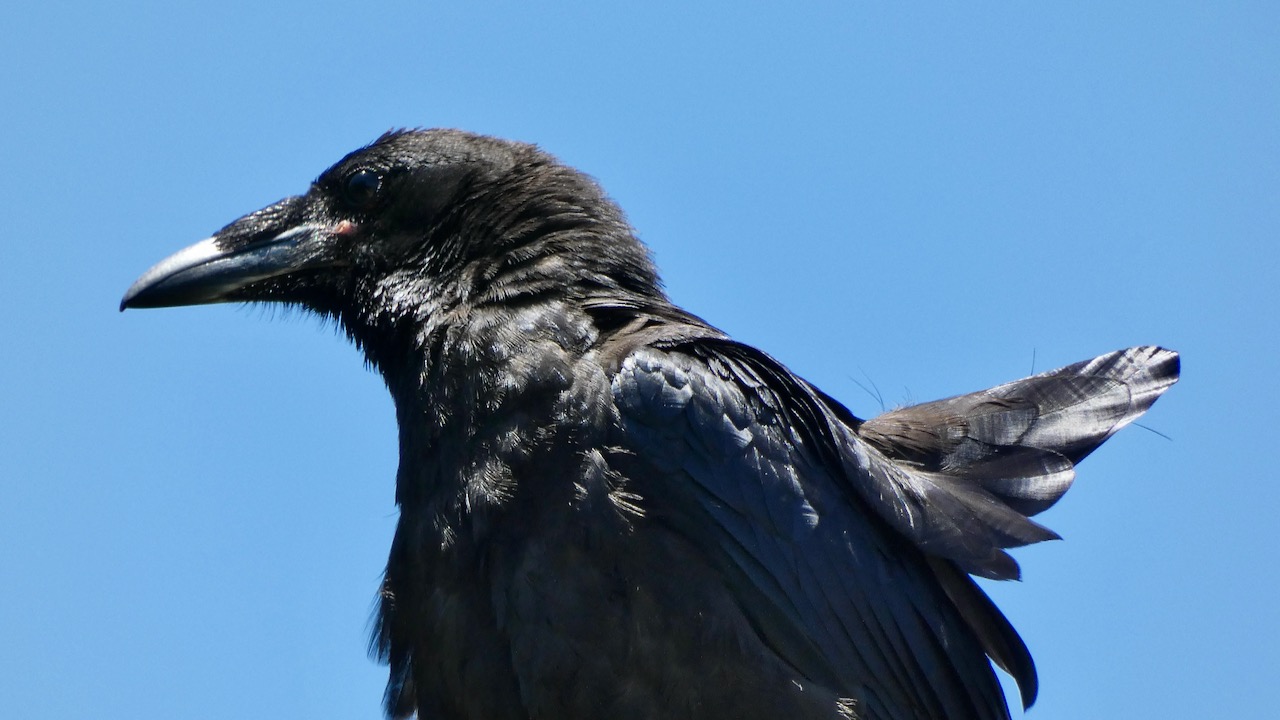 Common Raven