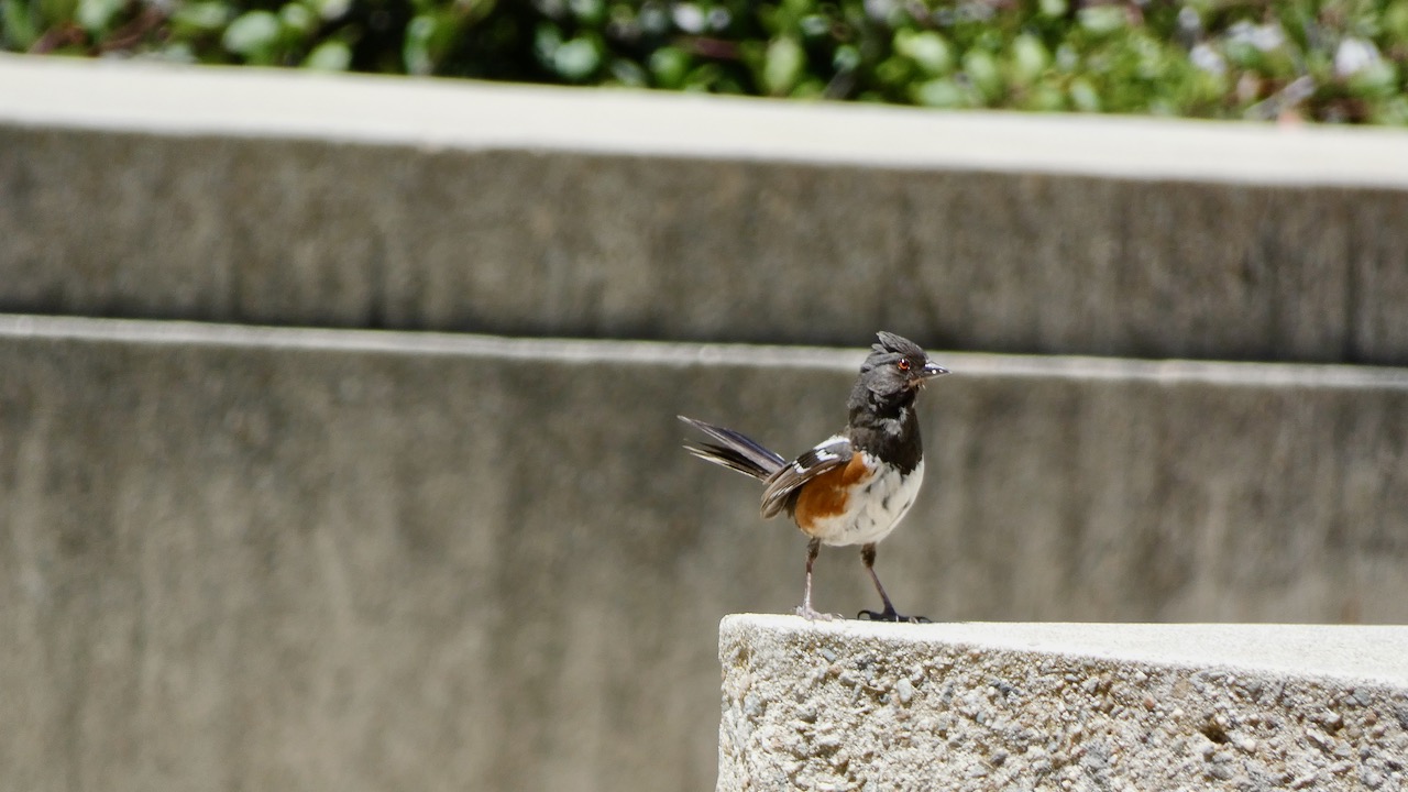 Spotted Towhee