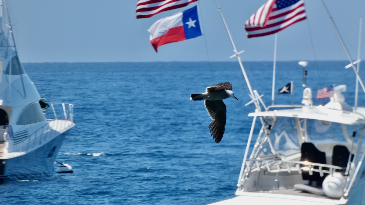 Seagull Celebrating