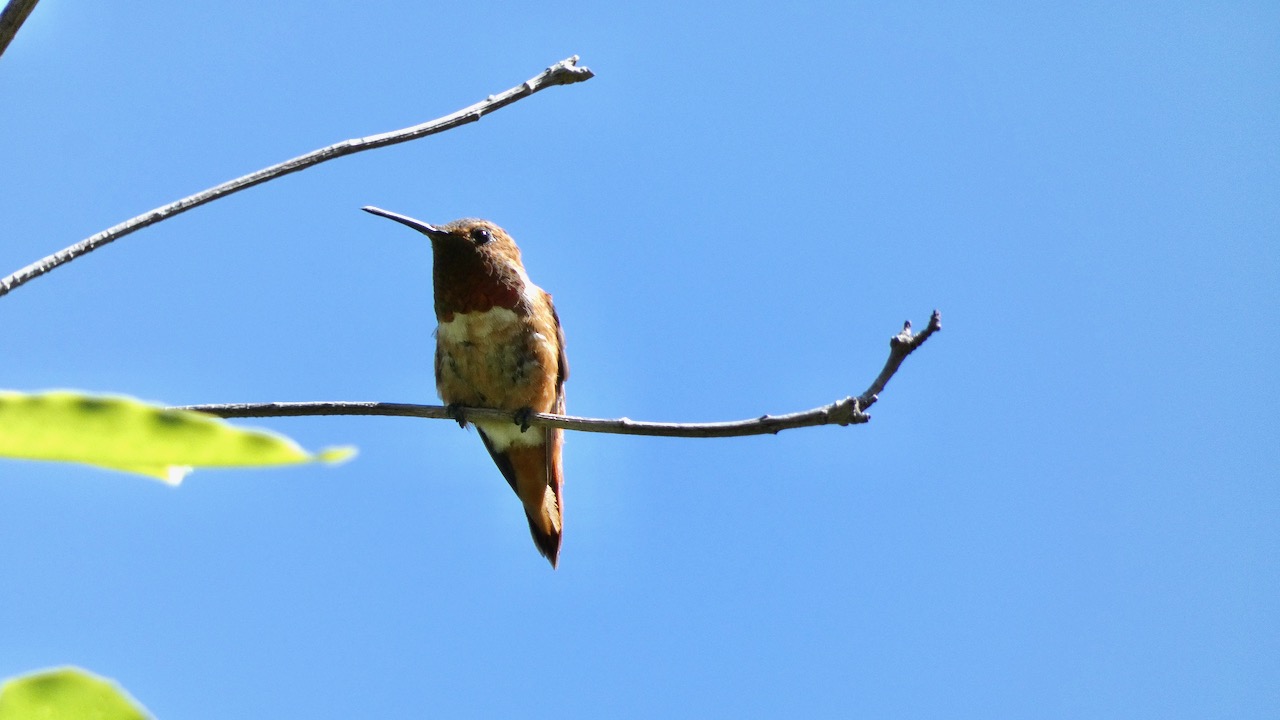 Allen's Hummingbird