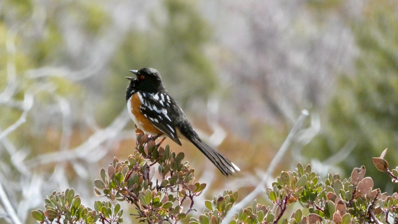 Spotted Towhee