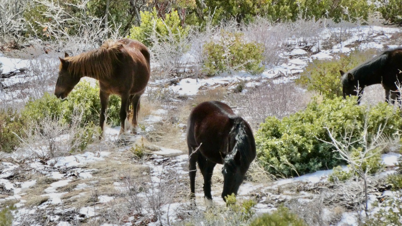 Horses