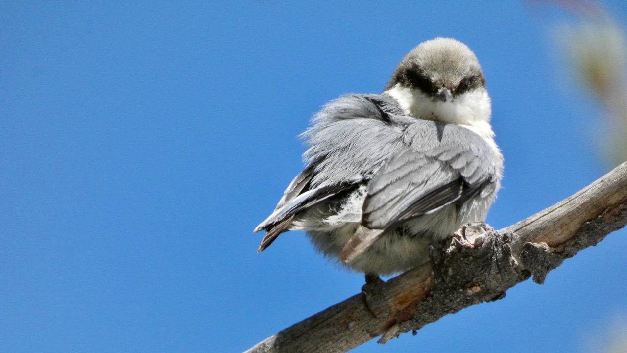 Pygmy Nuthatch