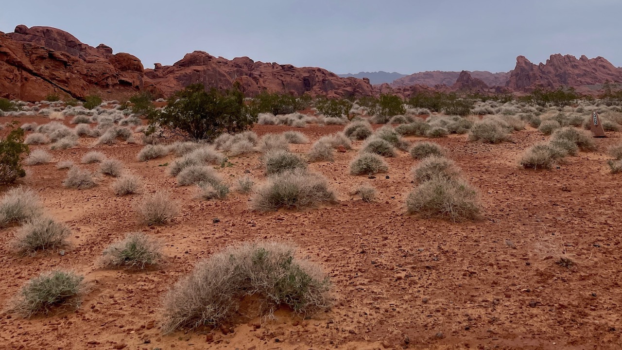 Nevada Desert