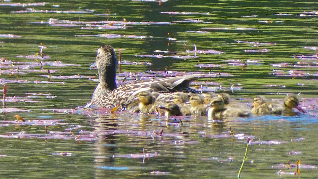 Mallard Family