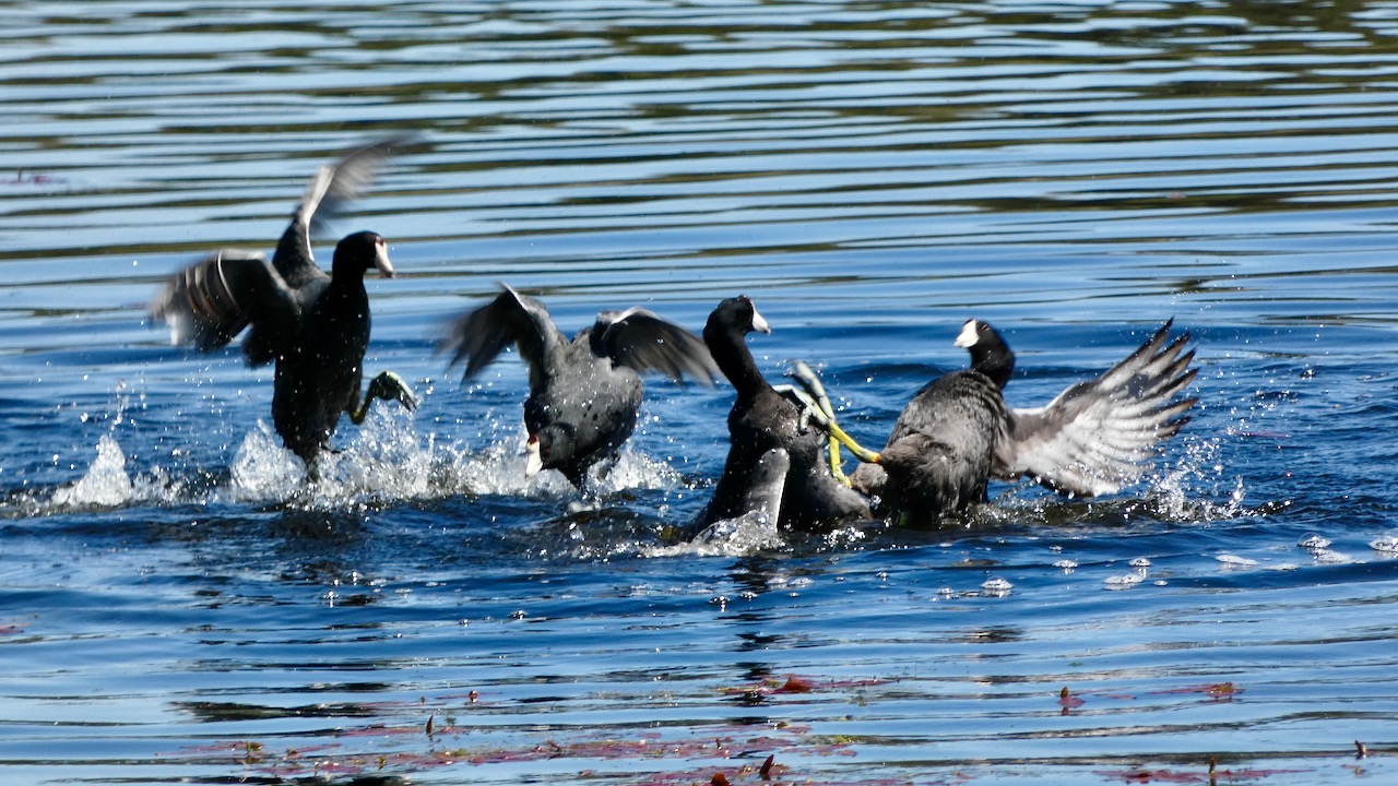 American Coots