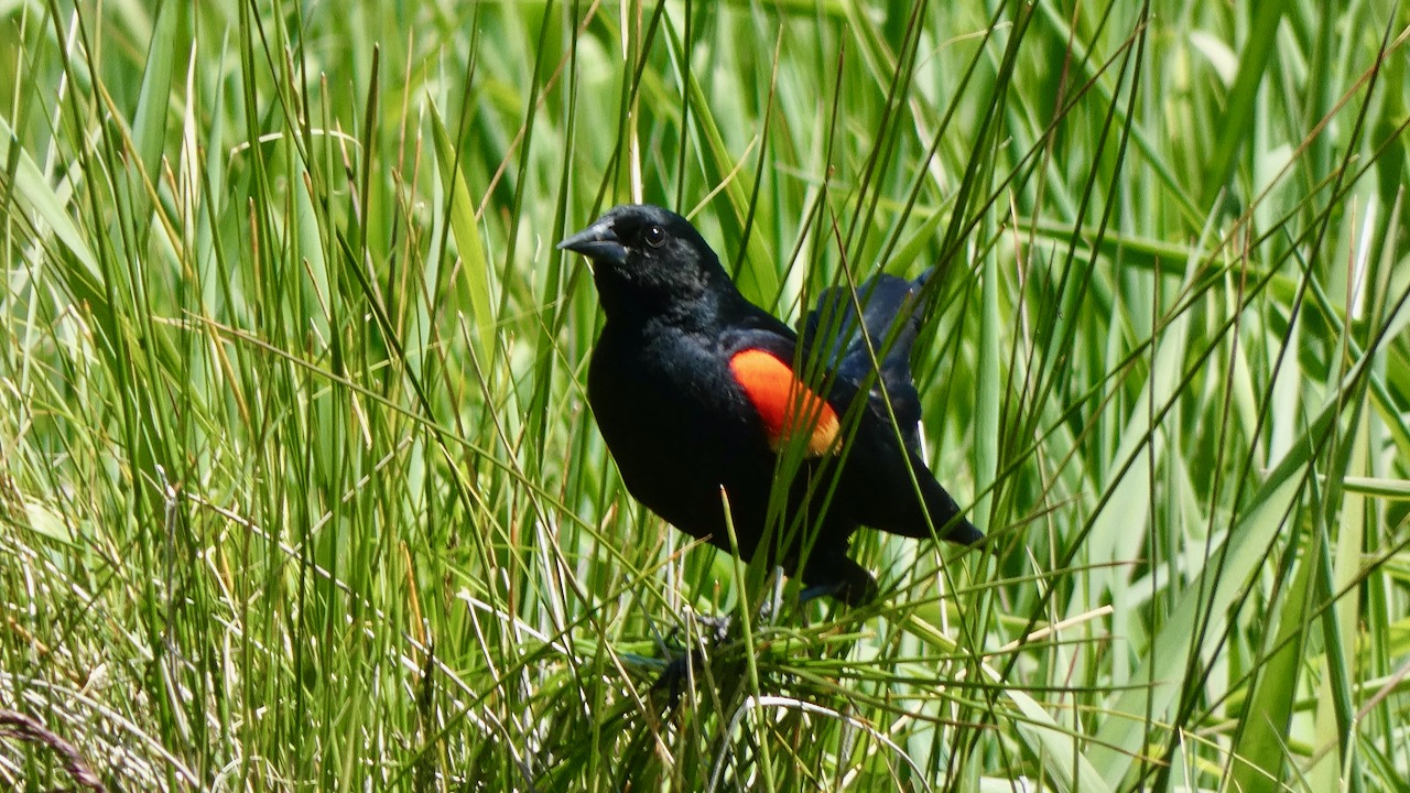 Red-Winged Blackbird