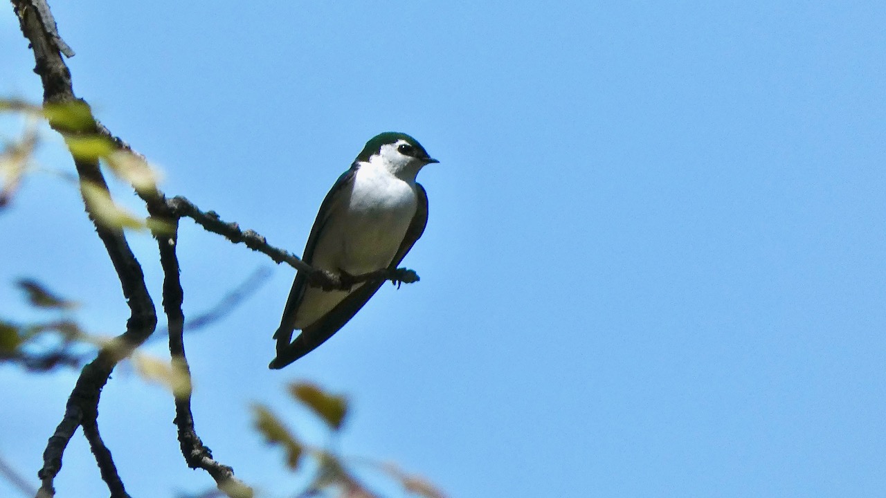 Violet-Green Swallow