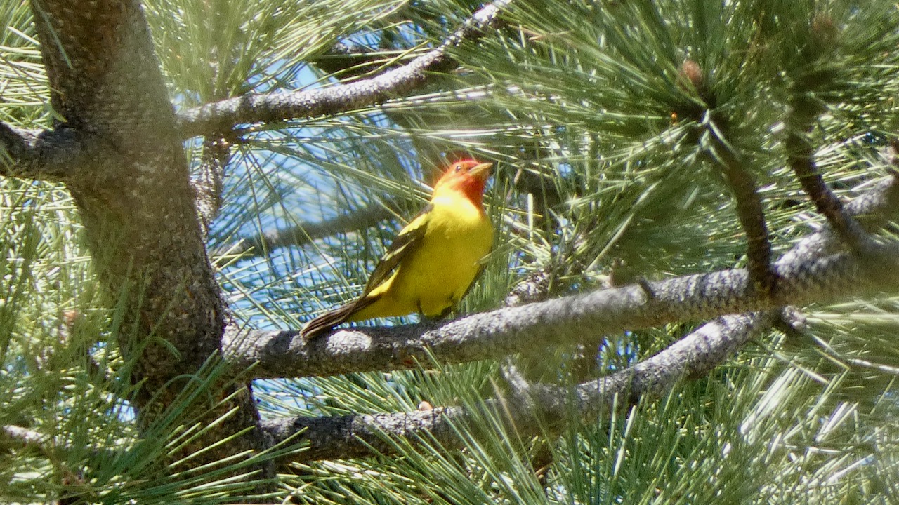 Western Tanager (male)